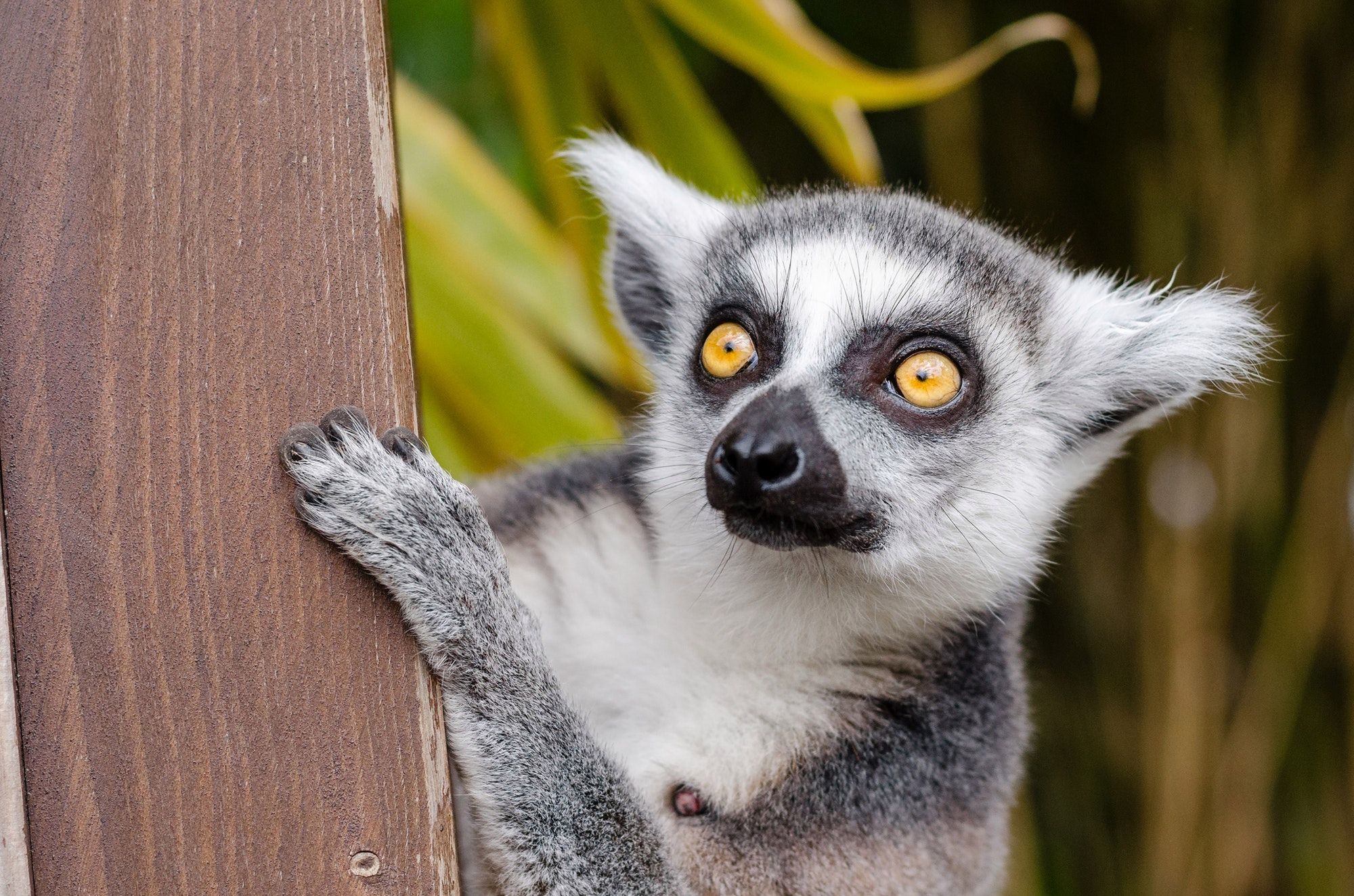 Lemur próbował ukraść fotografowi aparat 1