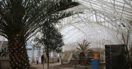 Legnica. Palma rośnie ze szczęścia. 123-letnia oranżeria znów będzie chlubą miasta