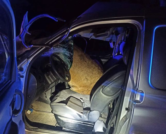 Jeleń wpadł do środka auta w Nasutowie