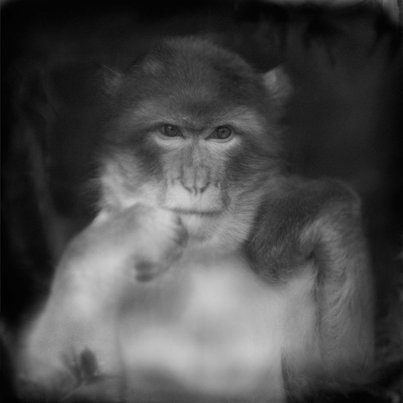 Przejmujące i pełne emocji portrety małp zamkniętych w ogrodach zoologicznych 10