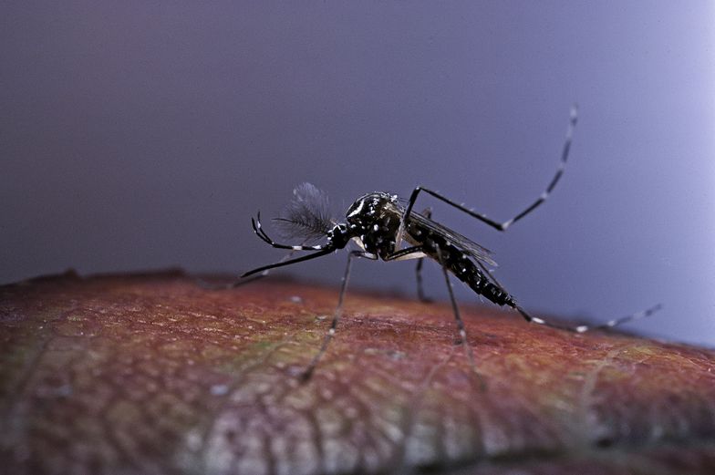 Powstaje największa hodowla komarów na świecie. Będą infekować je specjalną bakterią i wypuszczać