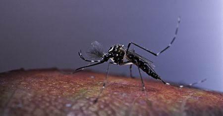 Powstaje największa hodowla komarów na świecie. Będą infekować je specjalną bakterią i wypuszczać
