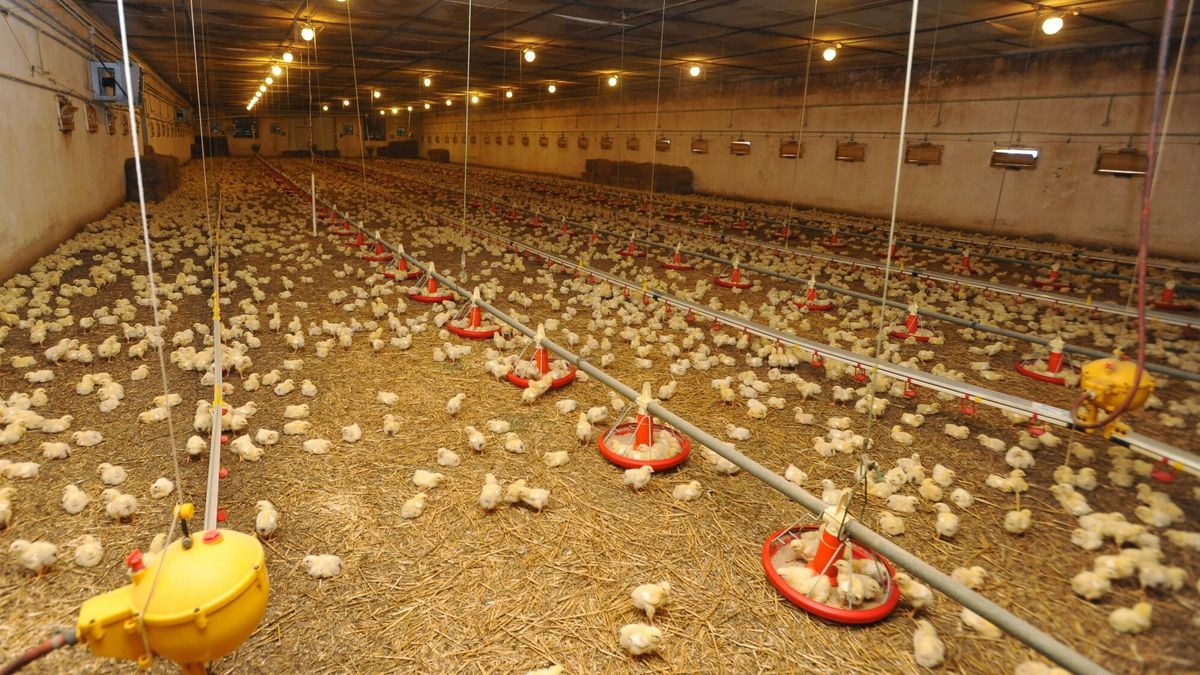 reporter7_baza03.06.2013 Szynkielew woj lodzkie Ferma drobiu zajmujaca sie hodowla kurczakow do uboju Trafiaja tu jednodniowe piskleta Na fermie hodowanych jest jednoczesnie 18  tysiecy kurczakow n/z pieciodniowe kurczaki pisklaki  Fot Przemyslaw Jach/REPORTERPrzemyslaw Jach/REPORTER