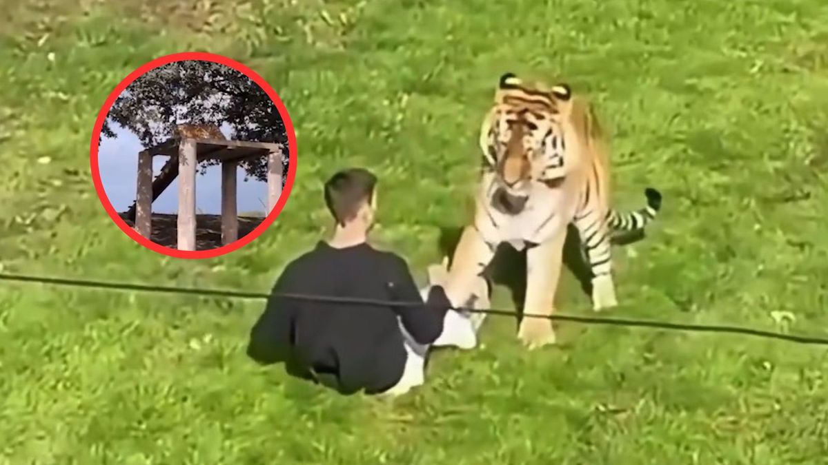 Tygrys zabił człowieka w ZOO