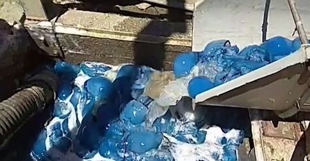 Niebieskie meduzy w izraelskiej elektrowni. Dostały się do systemu chłodzenia
