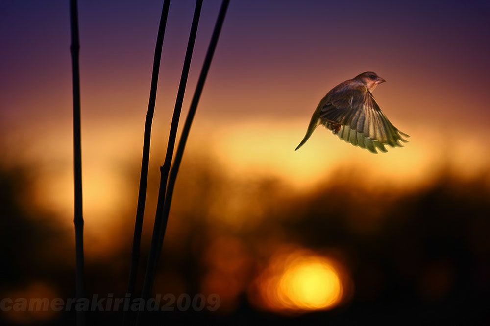Polak najlepszym fotografem amatorem w Europie 11