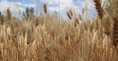 Pszenica durum - właściwości, zawartość glutenu, kalorie i wartości odżywcze