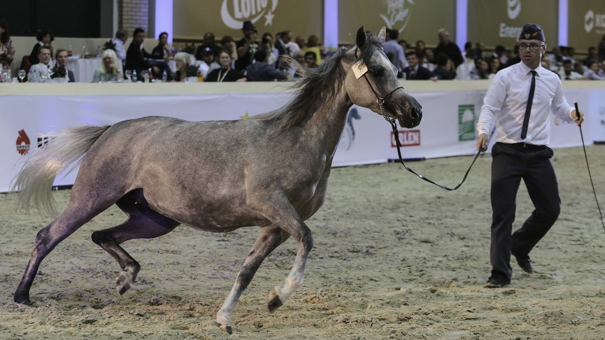 Tegoroczna aukcja Pride of Poland zakończyła się porażką organizatorów