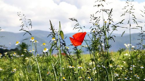 Wakacje alergika - informacje o pyleniu 1