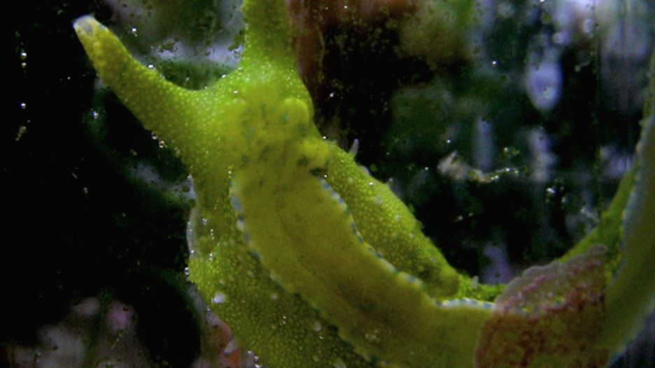 Sacoglossa