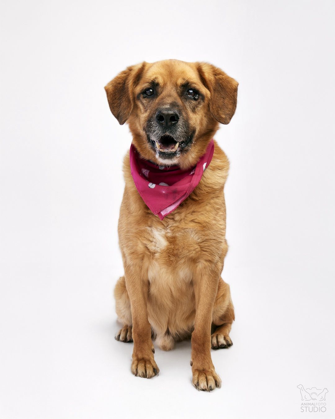 fot. Animal Foto Studio Kamil Czyżewski