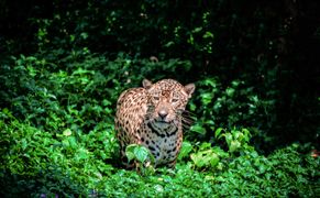 Planete+ HD Ocalić raj 2