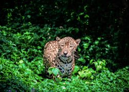 Planete+ HD Ocalić raj 2