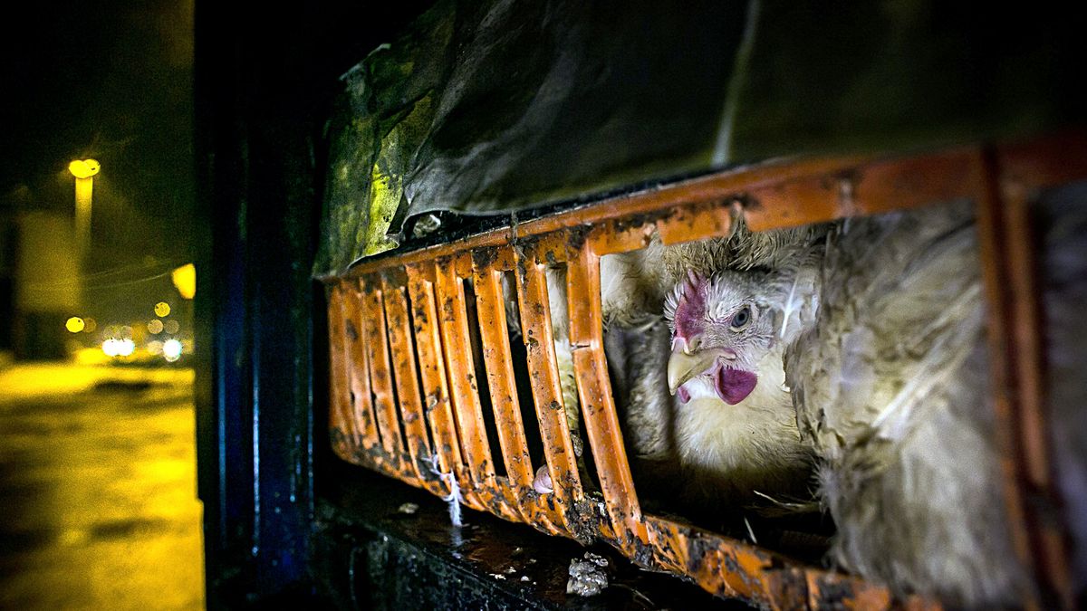 Andrew Skowron pokazuje okrucieństwo wobec zwierząt. Jego zdjęcia wywołują płacz [18+] 1