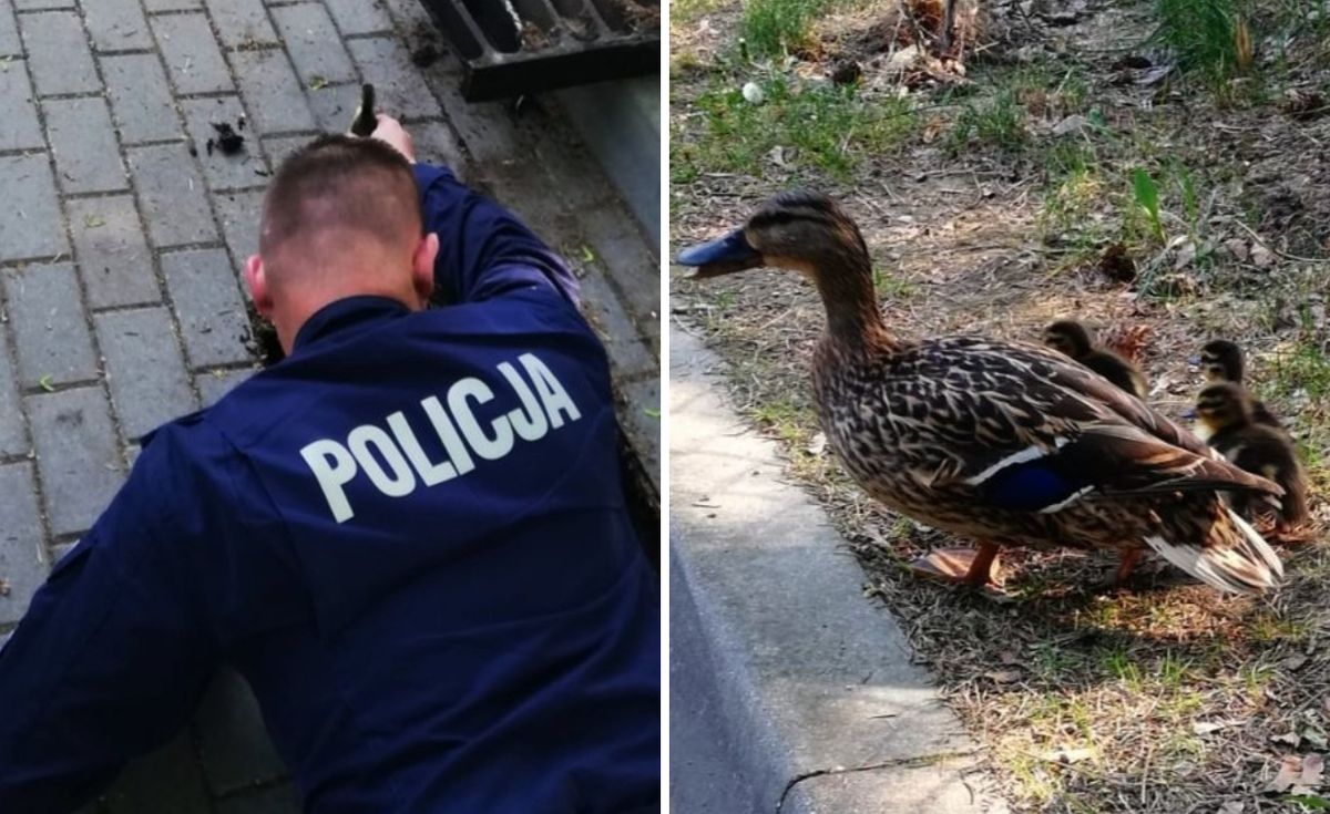 Akcję ratowania małych kaczek obserwowała kacza mama - relacjonują policjanci