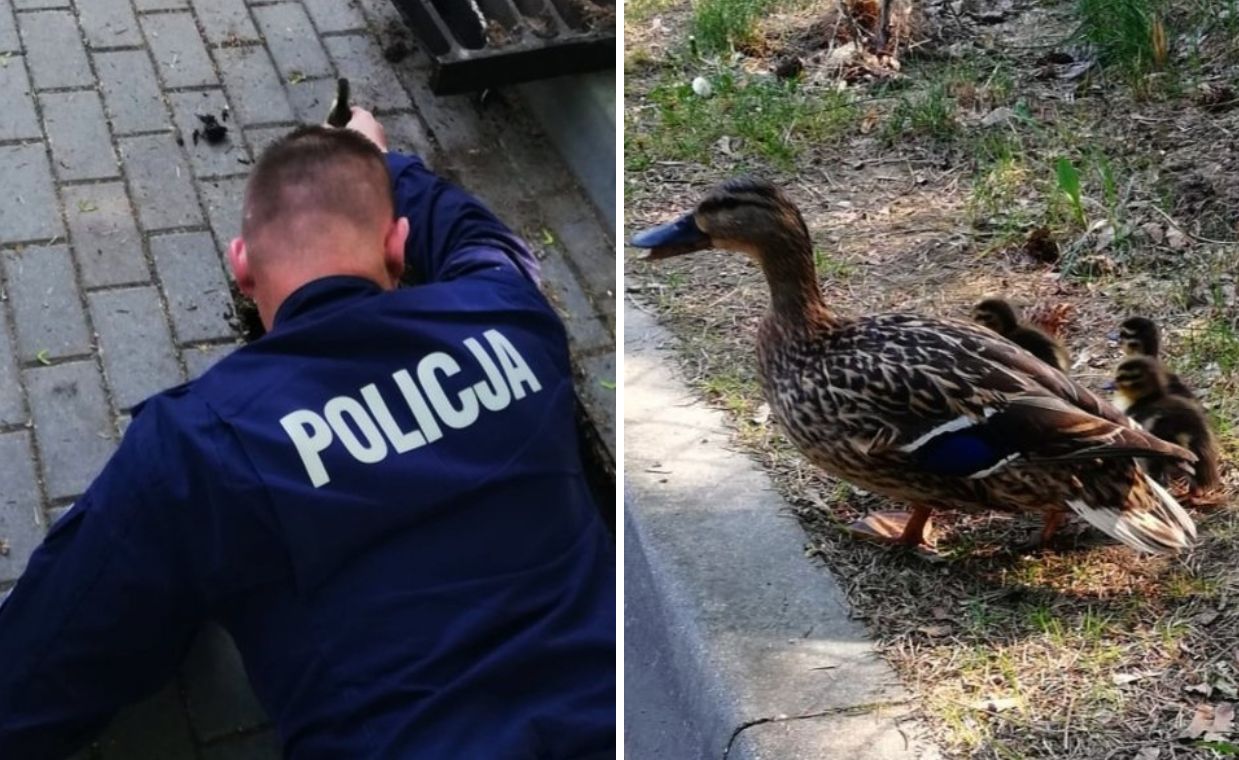 Policjanci uratowali życie czterem kaczuszkom