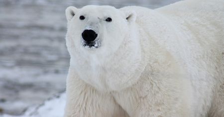 Tragedia w USA. Niedźwiedź polarny zabił dwie osoby