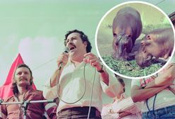 "Hipopotamy Escobara" są śmiertelnym zagrożeniem. Ekolodzy biją na alarm