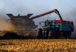 Trzymają zboże i czekają. I powinni czekać dalej. "Prosty mechanizm"