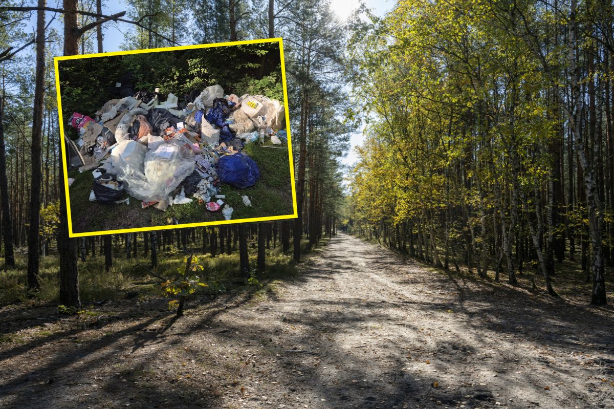 "Mamy dość". Leśnicy pokazali zdjęcia. Bałaganiarz jednego nie przewidział