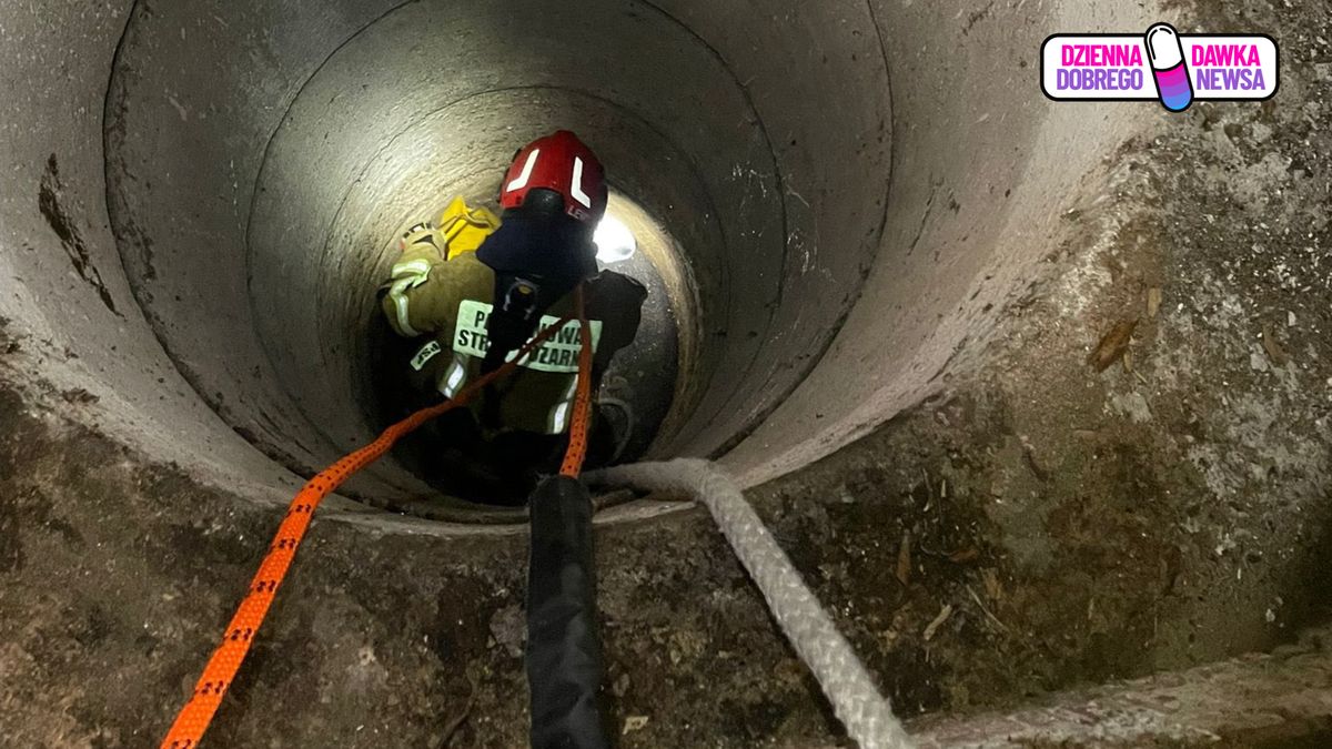 Strażacy wydobyli kotka ze studni.