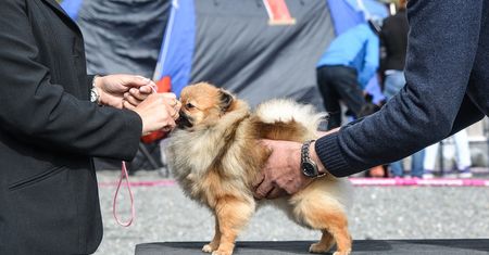 Bitwa na "psim polu" w XXI w. Polscy hodowcy podgryzają się do krwi