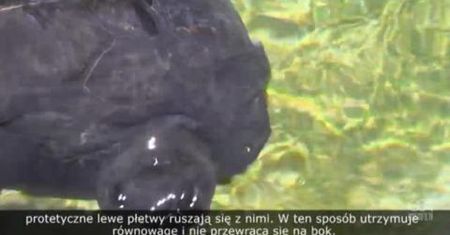Żółw, który myśli, że jest samolotem myśliwskim