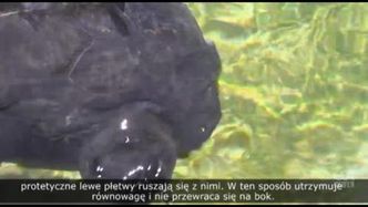 Żółw, który myśli, że jest samolotem myśliwskim