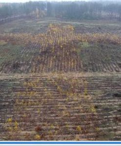 Podlaskie: Wielki krzyż z drzew poświęconych przez papieża