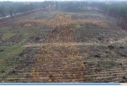 Podlaskie: Wielki krzyż z drzew poświęconych przez papieża