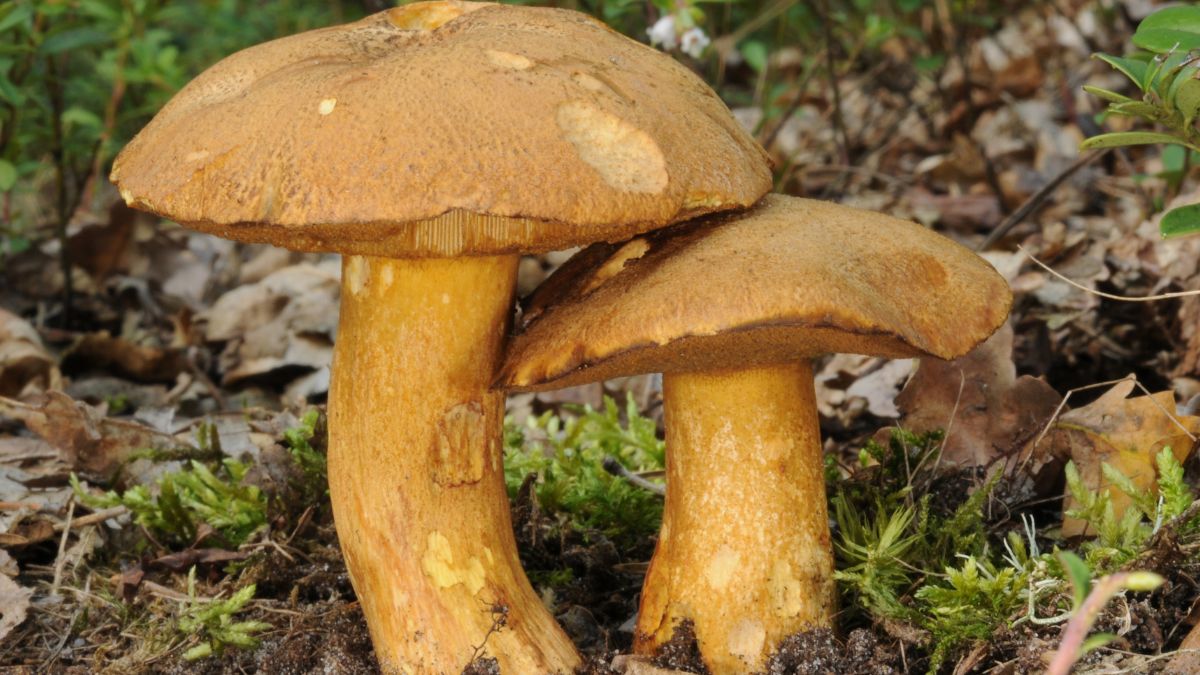 Bagniak, czyli maślak pstry