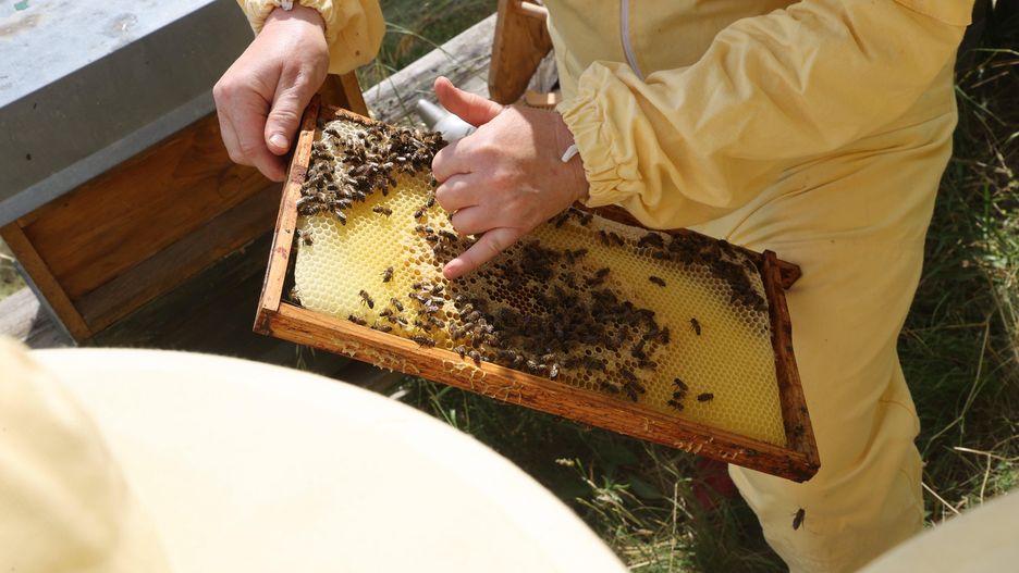 Thuringia-wide "Long Day of Nature
10 June 2022, Thuringia, Jena: Kerstin Schlegel, beekeeper, demonstrates the production of honey at a beehive during the Thuringia-wide "Long Day of Nature". With 90 events, nature conservation groups and many other actors from all over Thuringia are involved. Photo: Bodo Schackow/dpa 
Dostawca: PAP/DPA
Bodo Schackow
mi�d, natura, owady, pasieka, pszczo�y, ul, ule, D�ugi dzie� natury