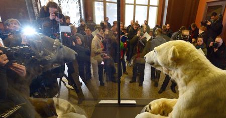 Niedźwiedź Knut eksponatem w muzeum przyrody w Berlinie