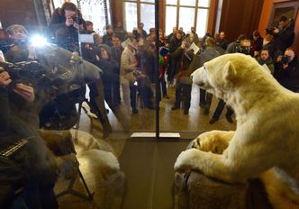 Niedźwiedź Knut eksponatem w muzeum przyrody w Berlinie