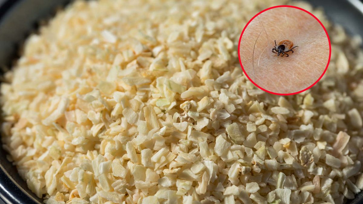 Czosnek i aromatyczne zioła mogą utrudnić kleszczom namierzenie ofiary