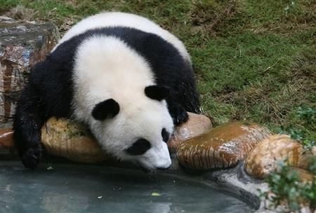 Pandy w prezencie
