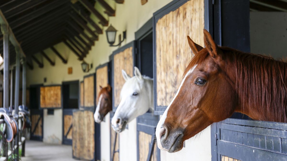 Krzyżówka o stadninie koni