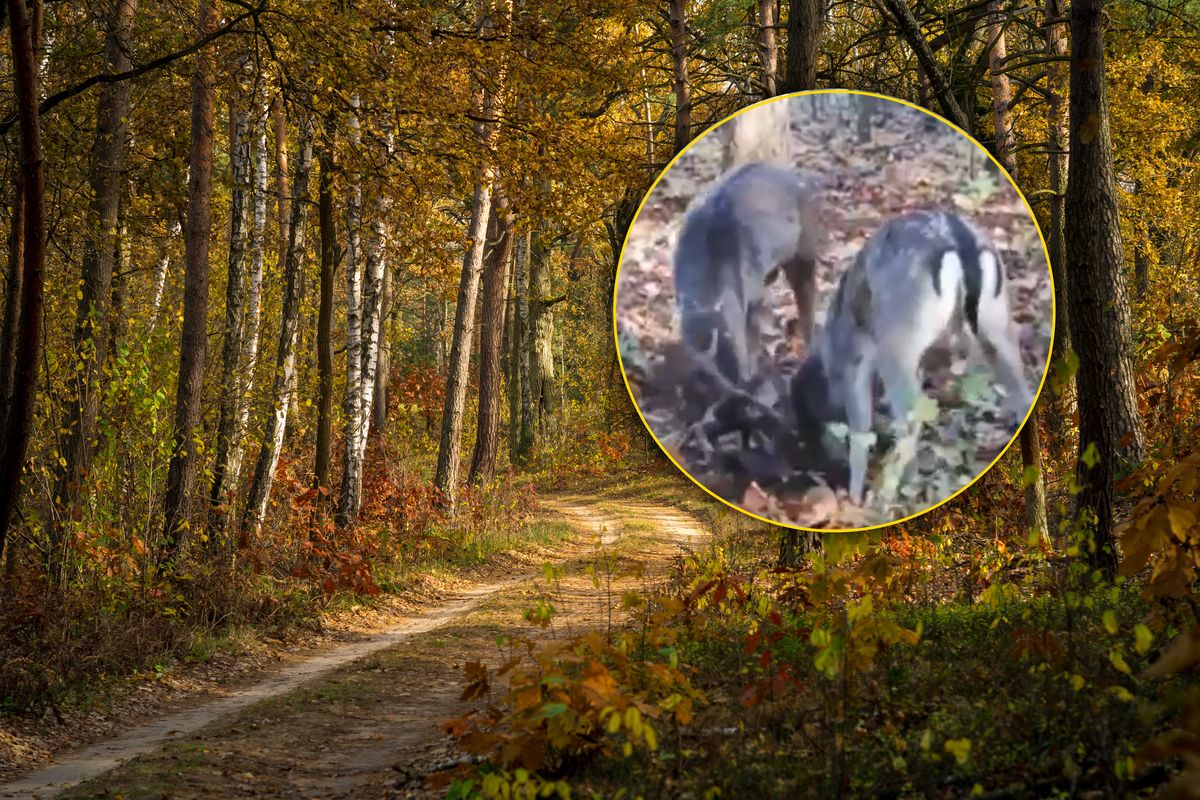 Leśnicy nagrali bekowisko danieli 