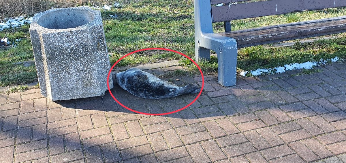 Foka została znaleziona nad Opływem Motławy