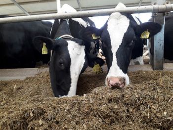 Nowe ogniska choroby niebieskiego języka w Polsce. GIW potwierdza kolejne przypadki