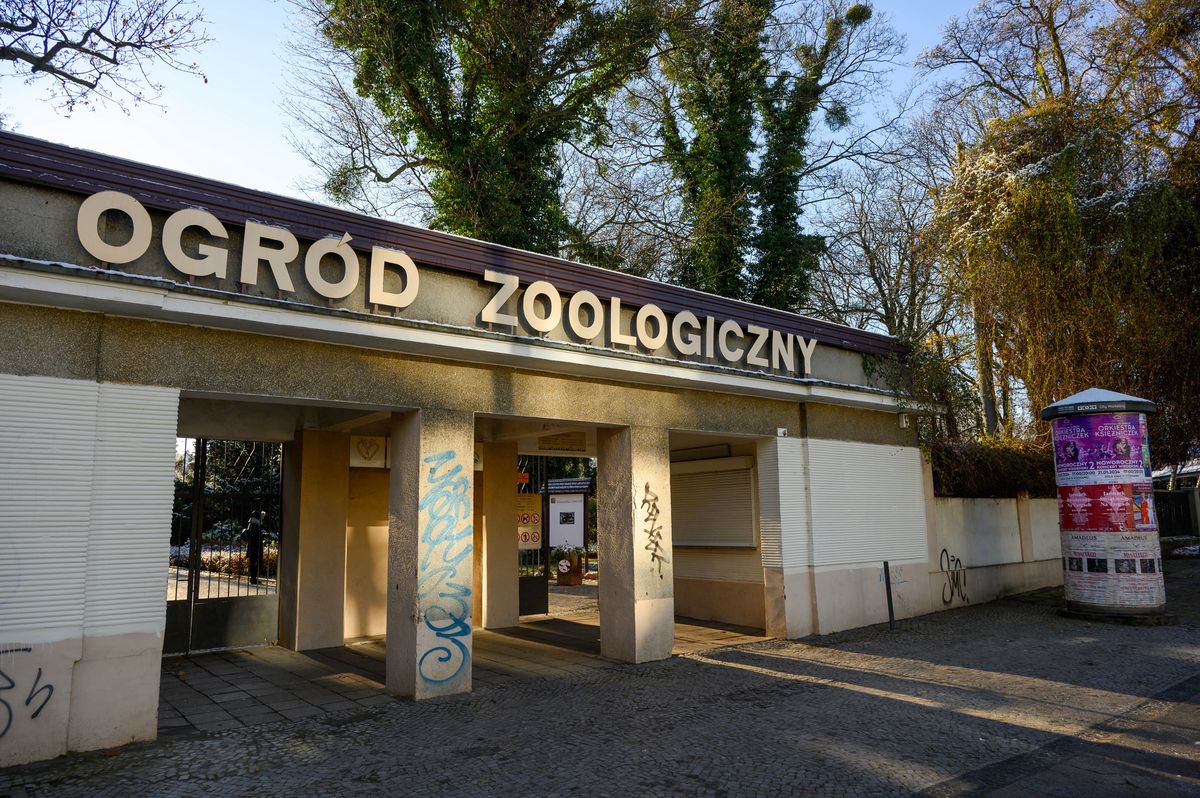 lokalne, zoo, ewakuacja Ewakuacja w poznańskim zoo. Uciekł dzikan rzeczny