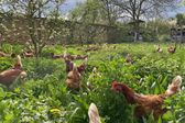 Organiczna rewolucja