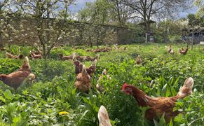 Planete+ Organiczna rewolucja