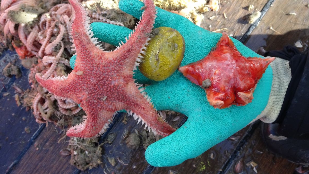 Organizmy żyjące w Oceanie Południowym.