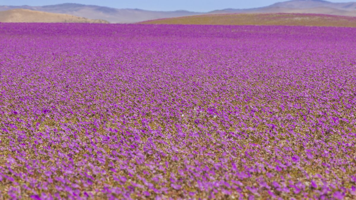 Kwiaty pokryły pustynię Atacama, jedno z najsuchszych miejsc na naszej planecie. 