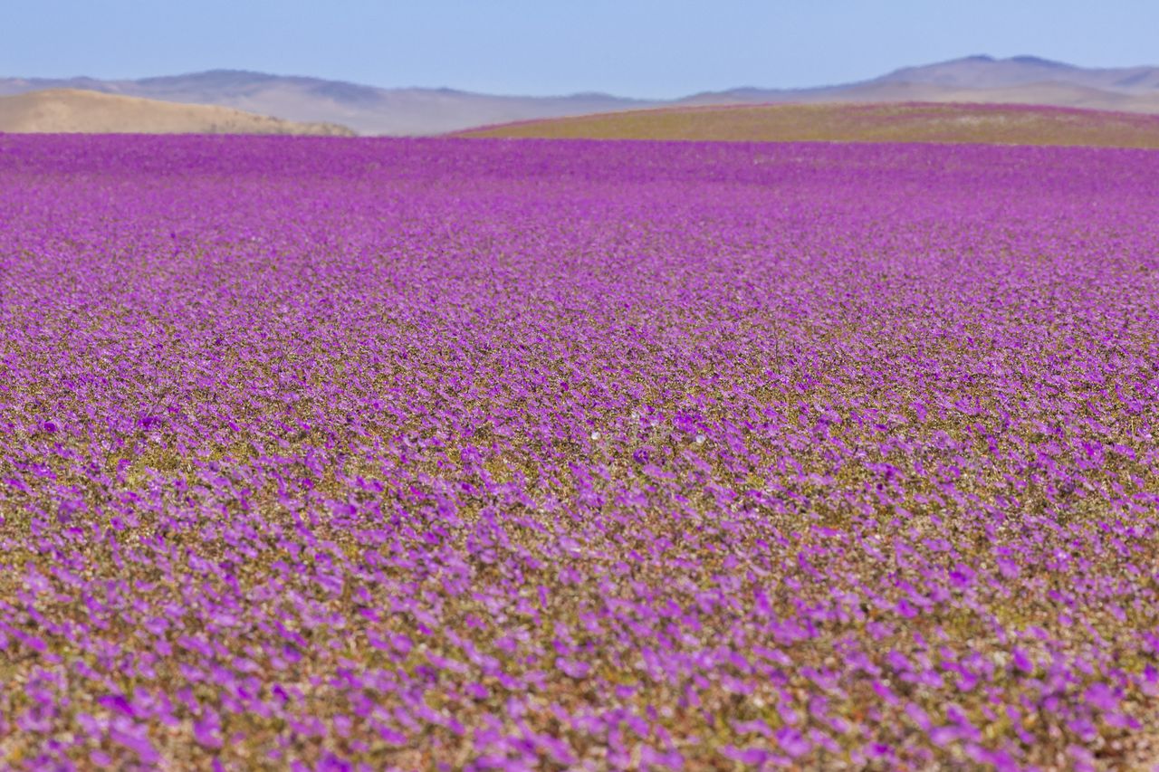 Flowers covered the Atacama Desert, one of the driest places on our planet.