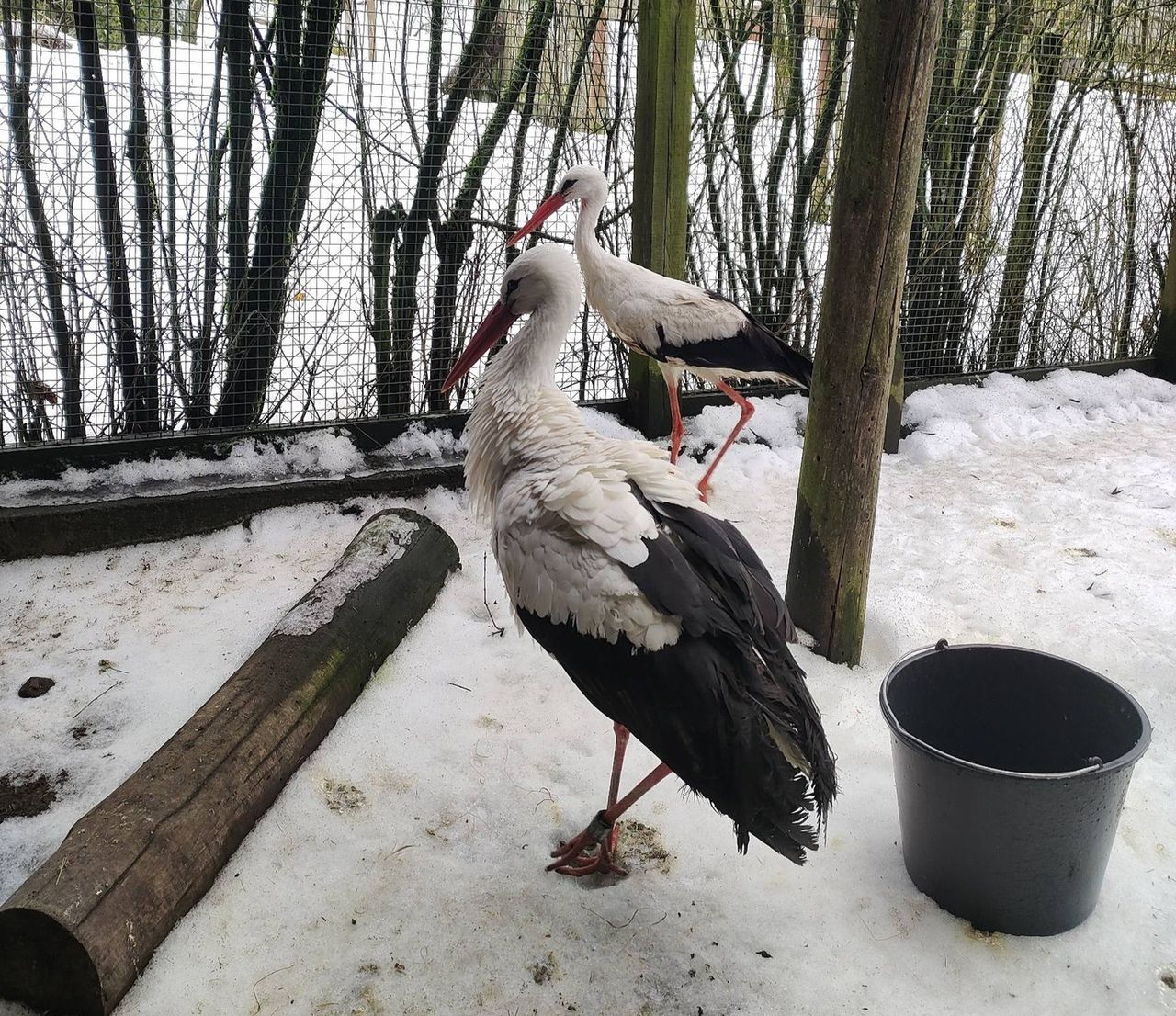 Już jest blisko gniazda. Podróż bociana Krutka śledzi tysiące osób