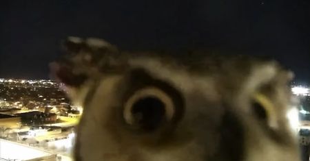 Niespodziewany gość w kamerze. To się nazywa profesjonalny photobombing