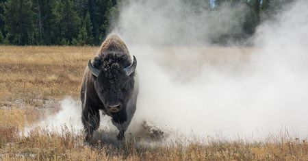 Fotograf przeżył chwilę grozy. Bizon szarżował prosto na niego