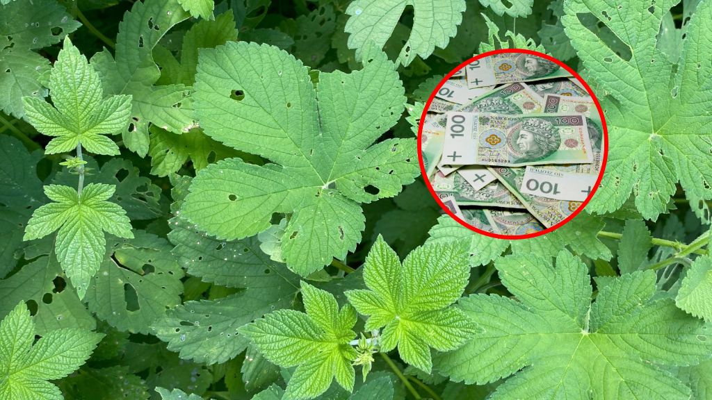 Tych roślin nie sadź w ogrodzie. Są trujące i można za nie zapłacić karę